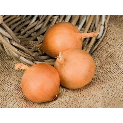 ���� ������������� ������ ���� �������� ����� F1, ������ �� 102 ���