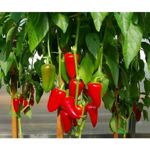 ���� ������������� ������ ����� �������� ������, ������ �� 127 ���