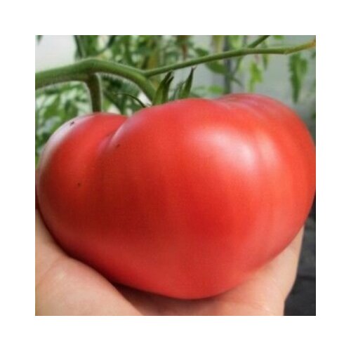 ���� ������������� ������ ������ ����������� �������� ������, ������ �� 102 ���