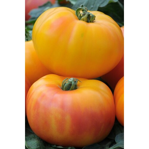 ���� ������������� ������ ������ ����- �������, ������ �� 104 ���