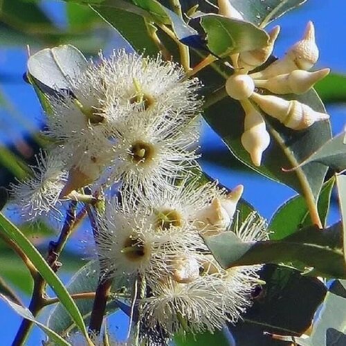      , Eucalyptus tereticornis 500 .,   320 