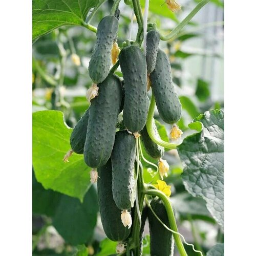 ���� ������������� ������ ������ ���� ���� F1, ������ �� 102 ���