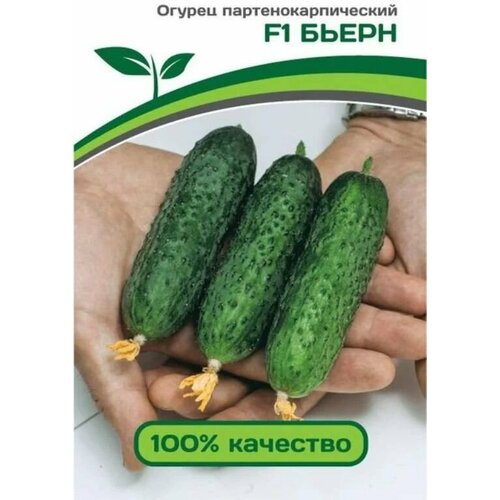 ���� ������������� ������ ������ ����� F1, ������ �� 125 ���