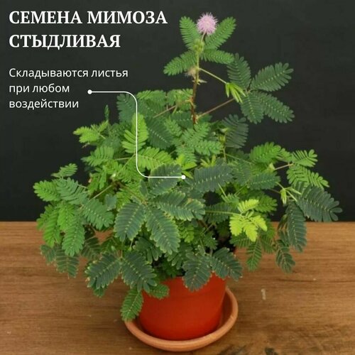 ���� ������ ������ ��������� (Mimosa pudica) 5 ��. ��������� ������, ������ �� 399 ���