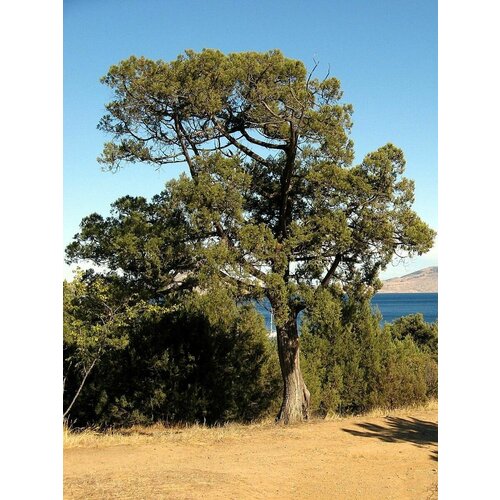     (Juniperus excelsa), 15    -     , -, 