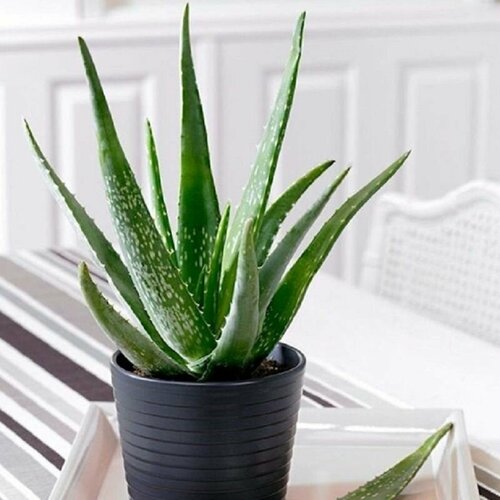 ���� ���� VERA, ������, ������ �� 530 ���