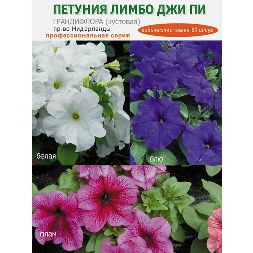 ���� ������� ����������� ����� ����� ��� ��, 60 ����, ������ �� 402 ���