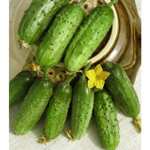 ���� ������������� ������ ������ ��������� ��������, ������ �� 102 ���