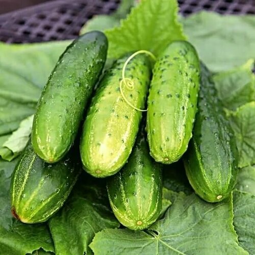 ���� ������������� ������ ������ F1 ��������, ������ �� 102 ���