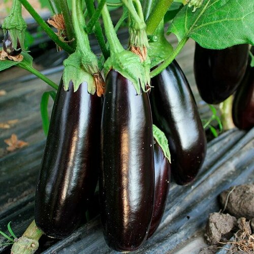   ,    ,  , 25 ,   234 