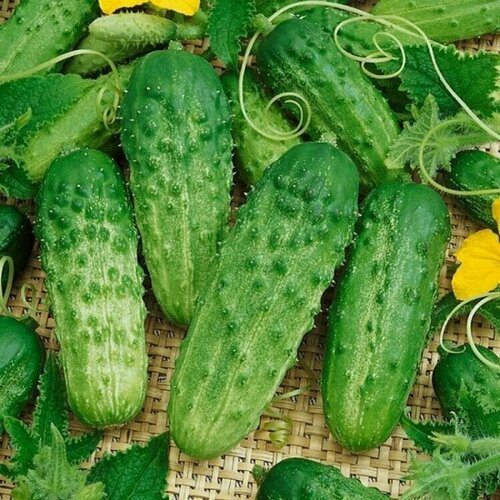 ���� ������ ������� F1, �����������, ��������� ��������� �������������� ������ ��� �������, 8 �� �����, ������ �� 237 ���