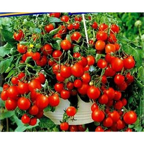       (Tumbling Tom Red) / Seeds And Goods /   zip-lock   10 ,   269 