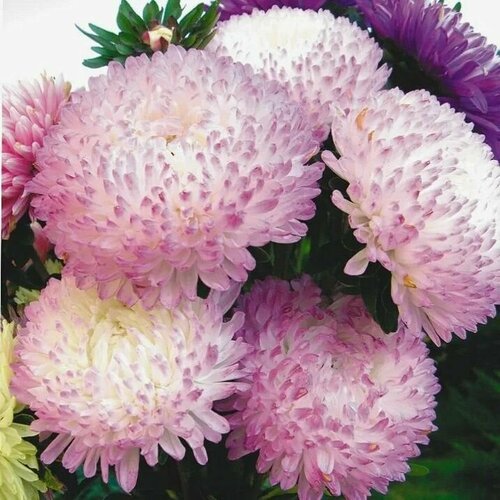 ���� ����� ����������� ������� ���������, �������� �������� �� ������: �������� ���������� � ���������� �����, 10 �����, ������ �� 294 ���