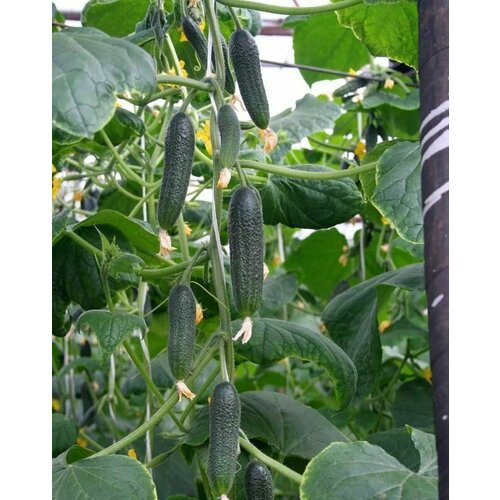 ���� ������������� ������ ������ F1 ���������, ������ �� 104 ���