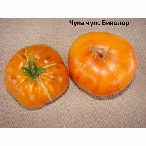 ���� ������������� ������ ������ ����- ���� �������, ������ �� 102 ���