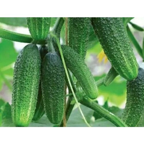 ���� ������������� ������ ������ ������ F1, ������ �� 102 ���