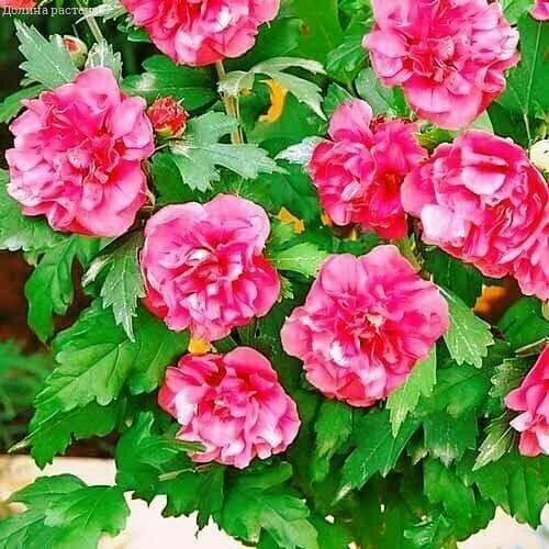       (Szkolka roslin A.M ()), 1    15-20 ,   1406 