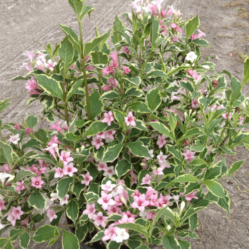     (1    15-20 ). Belgium Plants Van. (),   784 