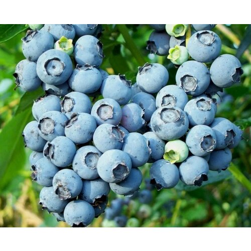 ���� �������� ��� ���� (������������) 2-� �����, � ������ 30-40 ��, ������ �� 801 ���