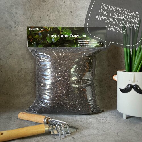 ���� ������� ����� ��� ������� � �������� �������� Terracotta Plants, 5 ������, ������ �� 389 ���