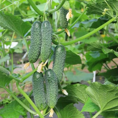 ���� ������������� ������ ������ F1 ����� ��������, ������ �� 102 ���