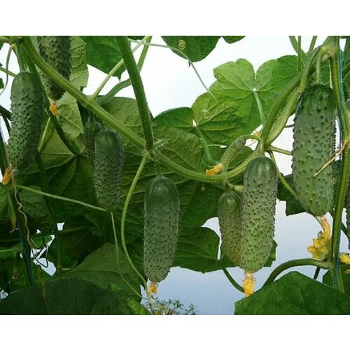 ���� ������������� ������ ������ ������ F1, ������ �� 102 ���