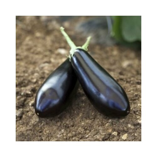 ���� ������������� ������ ��������� �������� F1, ������ �� 127 ���