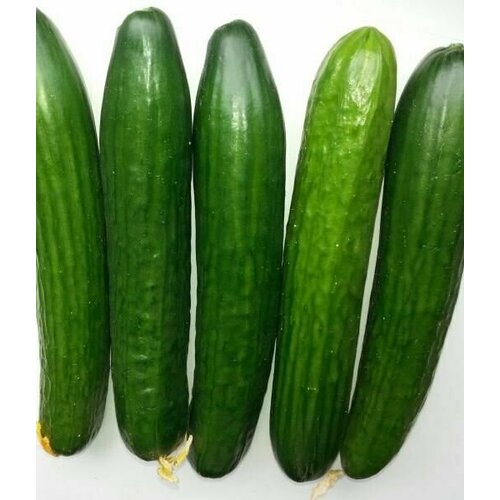 ���� ������������� ������ ������ F1 ���������� ��������, ������ �� 102 ���