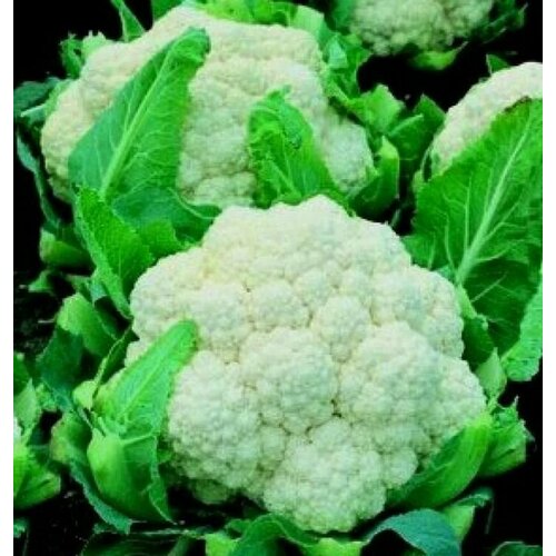 ���� ������������� ������ ������� ������� ������� F1, ������ �� 127 ���