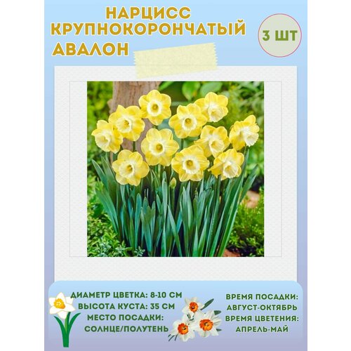 ���� ������� ������, ����������� �����, �������� 3 ��, ������ �� 360 ���