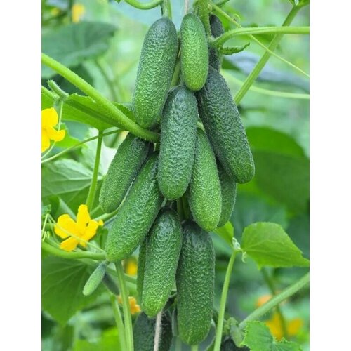 ���� ������������� ������ ������ ������ F1, ������ �� 102 ���