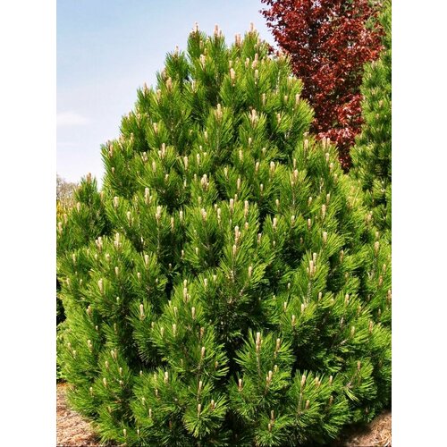     (Pinus heldreichii), 10 ,   430 