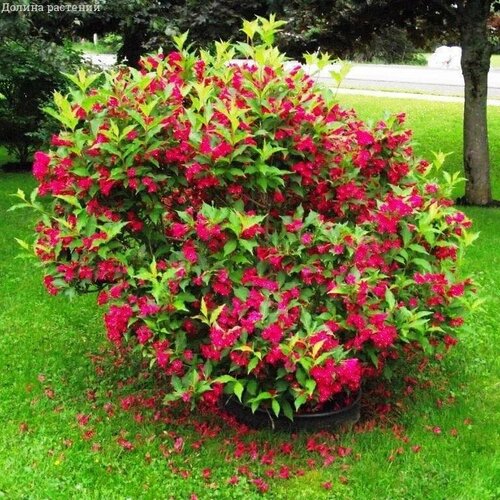 ���� ������� ��� ����� (1 �������), ������ �� 1149 ���