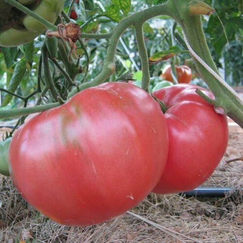 ���� ������������� ������ ������ ��������� �������, ������ �� 102 ���