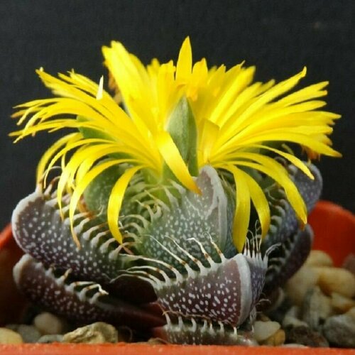    , Faucaria Tigrina, ,  , ,   413 