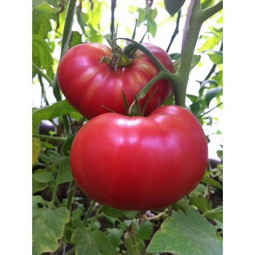 ���� ������������� ������ ������ ����������� ���������� ��������, ������ �� 104 ���