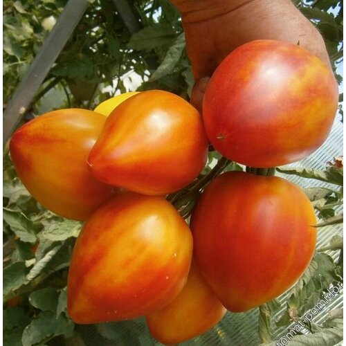 ���� ������������� ������ ������ ��������� ��������, ������ �� 104 ���