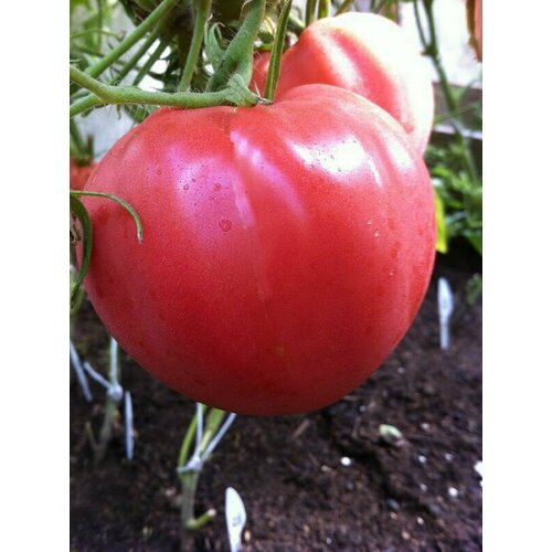 ���� ������������� ������ ������ �����������, ������ �� 104 ���