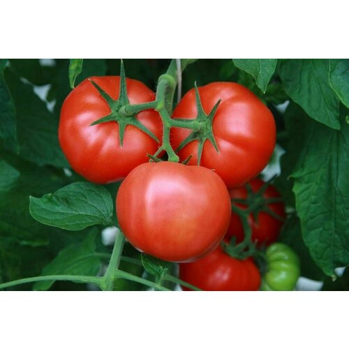 ���� ������������� ������ ������ ����������� �����������, ������ �� 122 ���