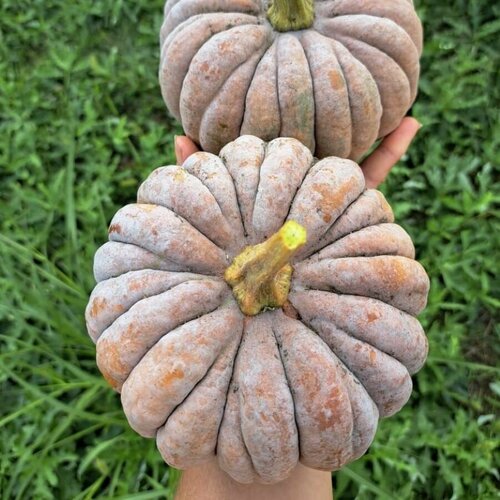 ���� ������ ������ �������� ����� ������ ����������� ������� 5 ��., ������ �� 350 ���