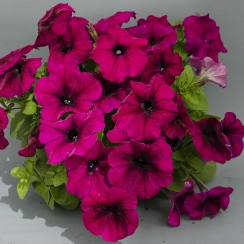 ���� ������� �������������� F1 �������� �������, ���������� ���������� ������, ������ ������������ � ����������� �� -5, ������ �� ������� �����, 5 �����, ������ �� 311 ���