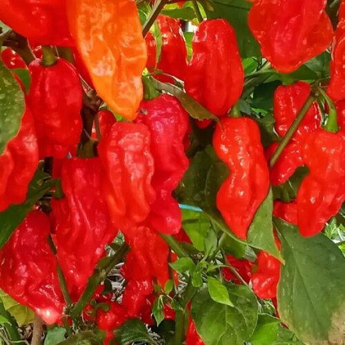 ���� ������ ������ ����� ������ Reaper dark magma 5 ��., ������ �� 320 ���