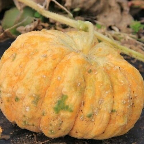 ���� ������������� ������ ���� ����������� F1, ������ �� 127 ���