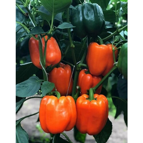 ���� ����� ������� �����, ������� ������ ��������� ��������� �������������, ���������� � ��������� ����������, 15 �����, ������ �� 238 ���