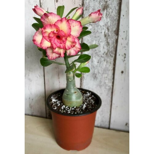 ���� ������� ������ ������������, ���� �������, �������������� ������������ ��������� �� ������� � ����� ������� ����� ���������� ��� ���������, 3 �� �����, ������ �� 423 ���