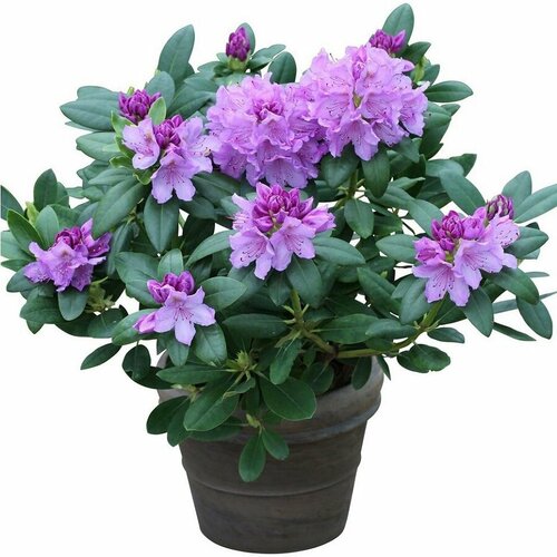  ,   (Rhododendron catawbiense) ,   461 