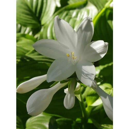 ���� ������ ����� �������������� (Hosta plantaginea), 15 ����, ������ �� 410 ���