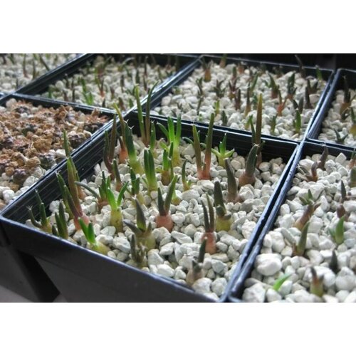 ���� ������ ��������� �������, 25 ��, ������ �� 4500 ���