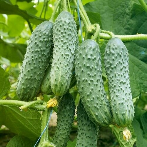 ���� ������������� ������ ������ ��������� F1, ������ �� 122 ���