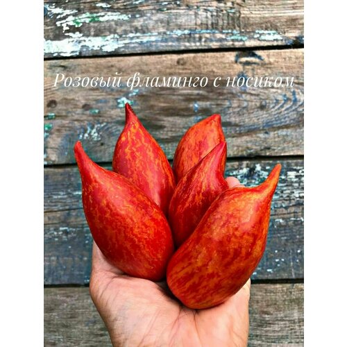 ���� ������������� ������ ������ ������� �������� � �������, ������ �� 102 ���